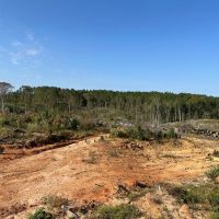 243 Acres in Winston County MS images 3