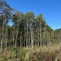243 Acres in Winston County MS images 4