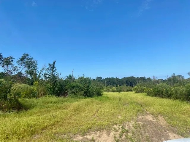 35 acres Magnolia Holmesville Road featured image