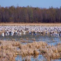 6,000 acres Grand Cote NWR Deer and Waterfowl Hunting Land in Avoyelles, LA images 4