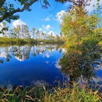 121 - Acre Hunting Tract with a Pond Well in Dodge Co GA images 4