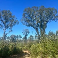 44 Acres in Simpson County MS images 4