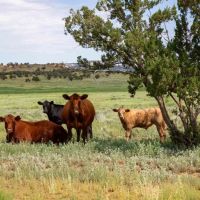 Great Western Ranch images 5