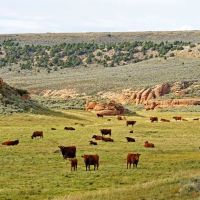 K Ranch images 4