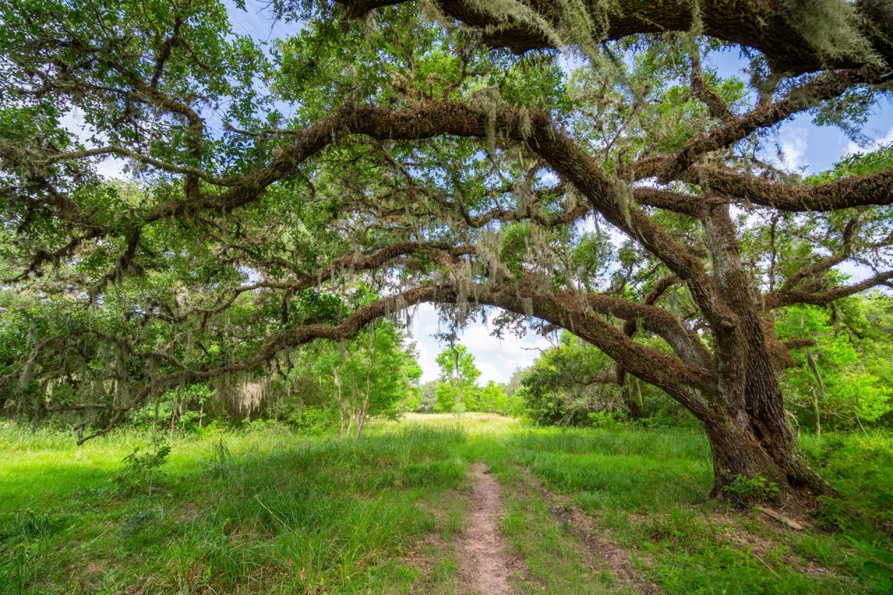 River Bottom Ranch - Hunting Land for Sale - HuntingLocator.com ...