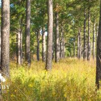 Jaywood Plantation images 2