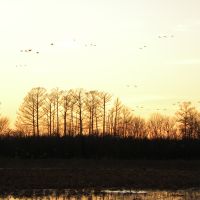 350 Acres Deer Hunting Lake Ophelia NWR in Avoyelles, LA images 5