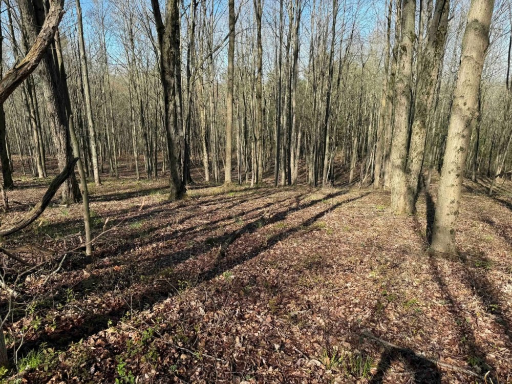 7.2 acre Building Lot and Recreational Land in Arkport NY Neu Road featured image