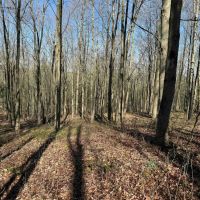 7.2 acre Building Lot and Recreational Land in Arkport NY Neu Road images 2