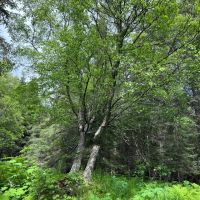 Mountain View Lot in Ninilchik images 5