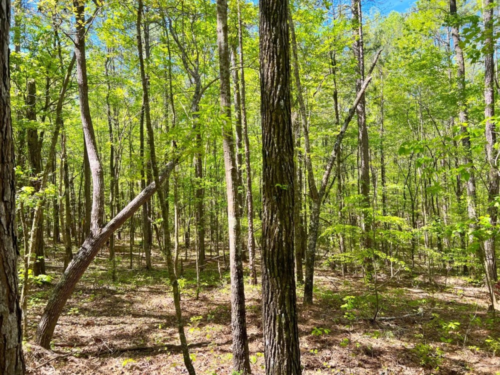 29-128-weoka-sanctuary featured image