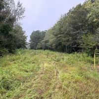 10 Acres Hunting Recreational Property in SW MS images 5