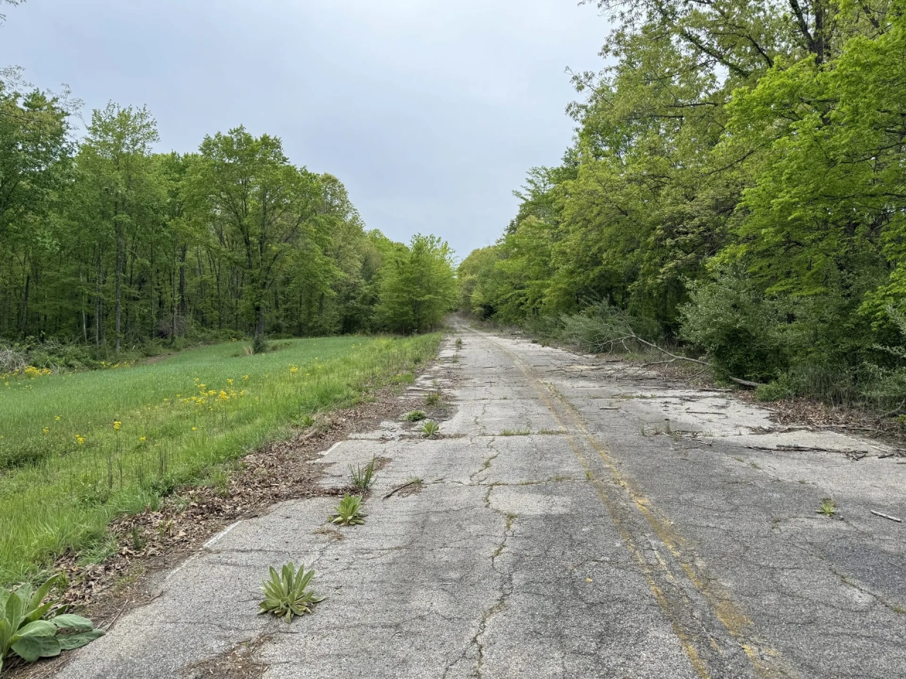 Great place to hunt build a cabin and enjoy the outdoors. Hunting