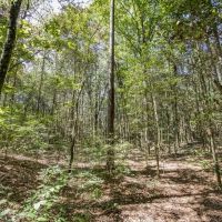 Turnkey Property in Amite County Connected to Caston Creek images 5