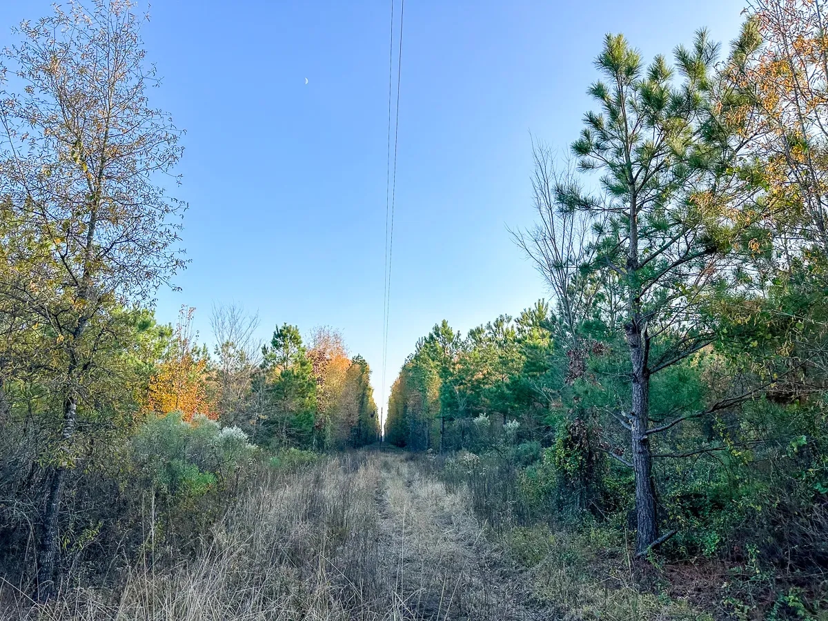 210 Acres Maya 1004 Tract 12 Hunting Land for Sale HuntingLocator
