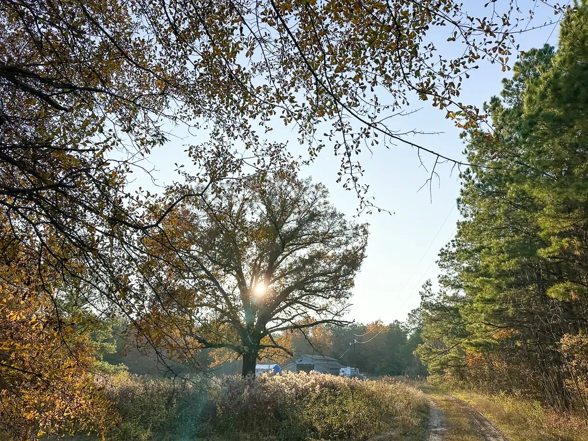 210 Acres Maya 1004 Tract 12 Hunting Land for Sale HuntingLocator