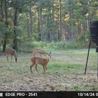 21.58 Acres with 5 Ponds and Old Cabin in SW MS images 2