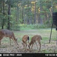 21.58 Acres with 5 Ponds and Old Cabin in SW MS images 3