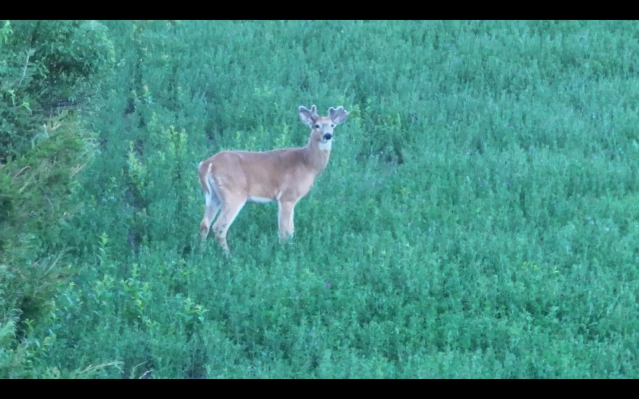 Swift Valley Ranch Hunting Land for Sale