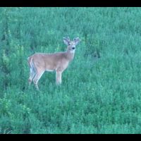Swift Valley Ranch images 4