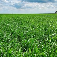 303.4 Acre Farm Near Cheraw CO For Sale