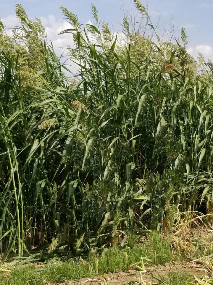 303.4 Acre Farm Near Cheraw CO For Sale Hunting Land for Sale