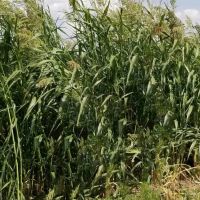 303.4 Acre Farm Near Cheraw CO For Sale images 5