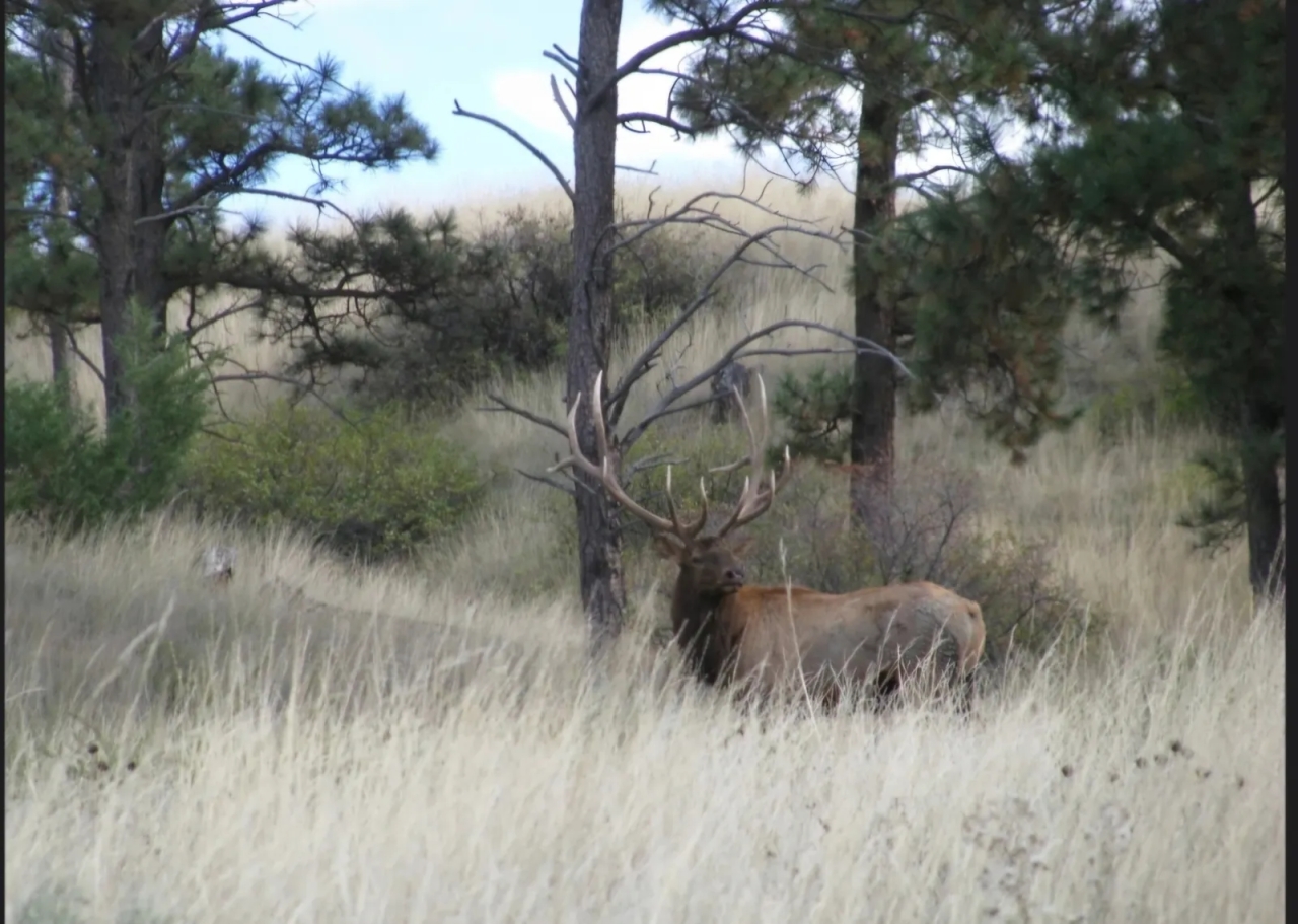 Yellowstone Wildlife Refuge Hunting Land for Sale HuntingLocator