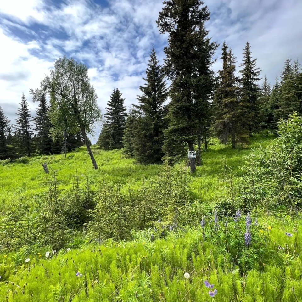 Mountain View Lot In Ninilchik featured image