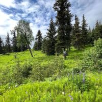 Mountain View Lot In Ninilchik