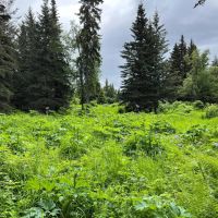 Mountain View Lot In Ninilchik images 4