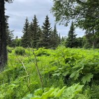 Mountain View Lot In Ninilchik images 5