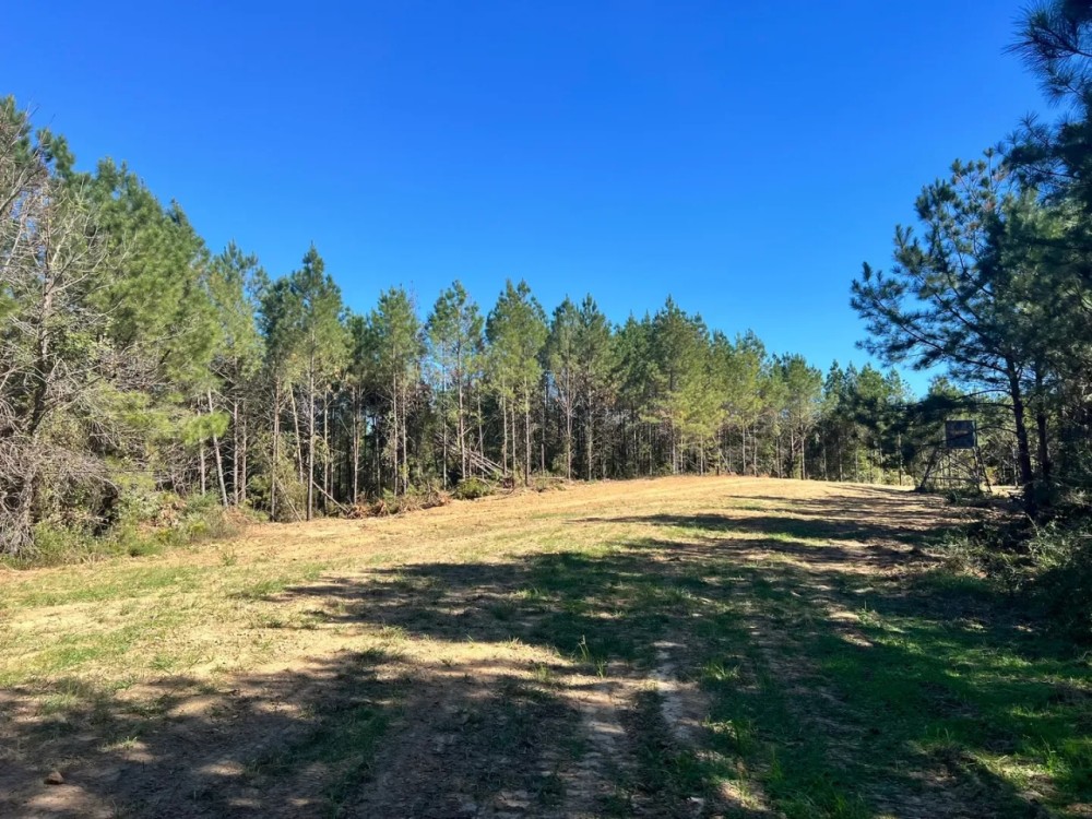 83 Acres in Amite County MS featured image