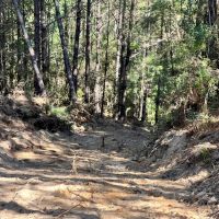83 Acres in Amite County MS images 2