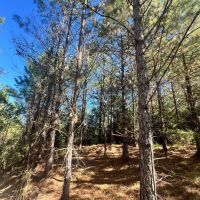 83 Acres in Amite County MS images 3