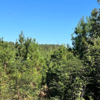 83 Acres in Amite County MS images 5