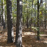 120 acres m l For Sale in Carter County MO images 3