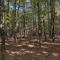 120 acres m l For Sale in Carter County MO images 4