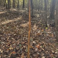 120 acres m l For Sale in Carter County MO images 5
