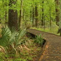 80,000 acres Deer Hunting, Tensas River NWR in Madison Parish, LA