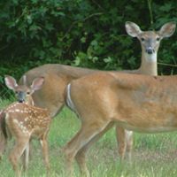 80,000 acres Deer Hunting, Tensas River NWR in Madison Parish, LA images 2