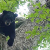 80,000 acres Deer Hunting, Tensas River NWR in Madison Parish, LA images 5