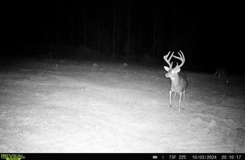 Turnkey Hunting Property Connected to Caston Creek WMA featured image