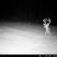 Turnkey Hunting Property Connected to Caston Creek WMA images 1