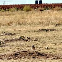 Texas County Quarter Along Cow Creek images 1