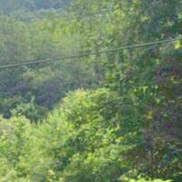 Prime hunting land-50 acres wooded forest