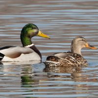 Upper Ouachita NWR of 53,000 acres Waterfowl Hunting Land in Morehouse, LA images 2