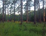 Upper Ouachita NWR of 53,000 acres Waterfowl Hunting Land in Morehouse, LA