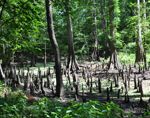 Upper Ouachita NWR of 53,000 acres Waterfowl Hunting Land in Morehouse, LA images 5