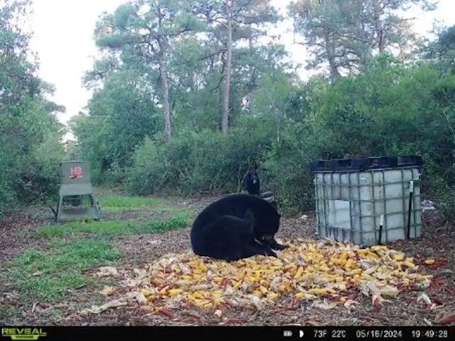 Oversized Hunting Tract At Pocosin Farms featured image